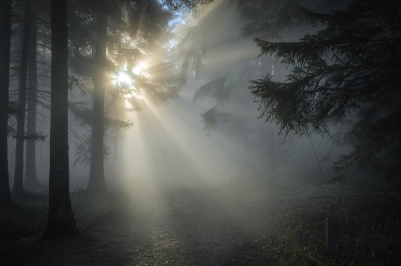 Enigmatic Forest